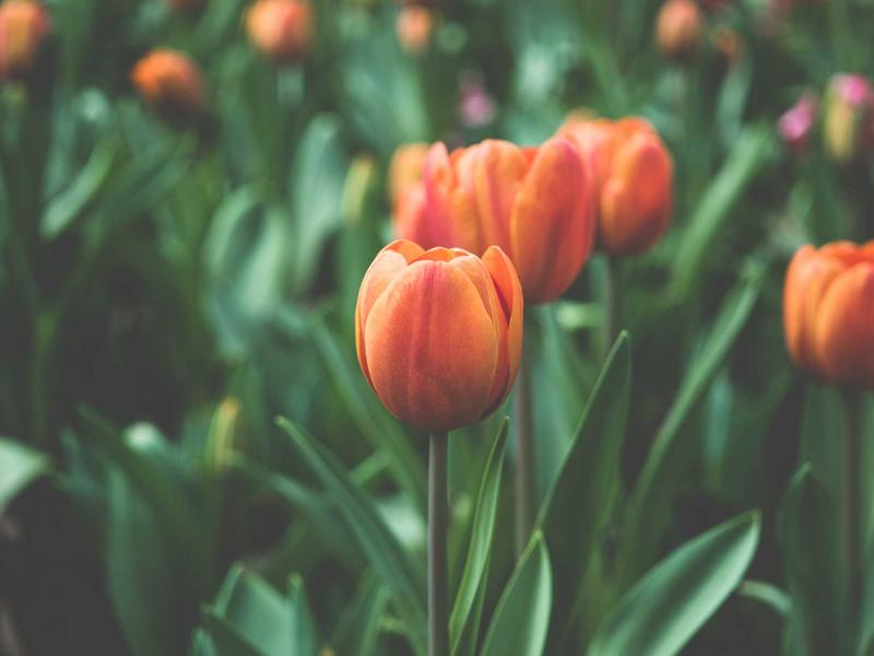 8 Complete Strategies to Amplify